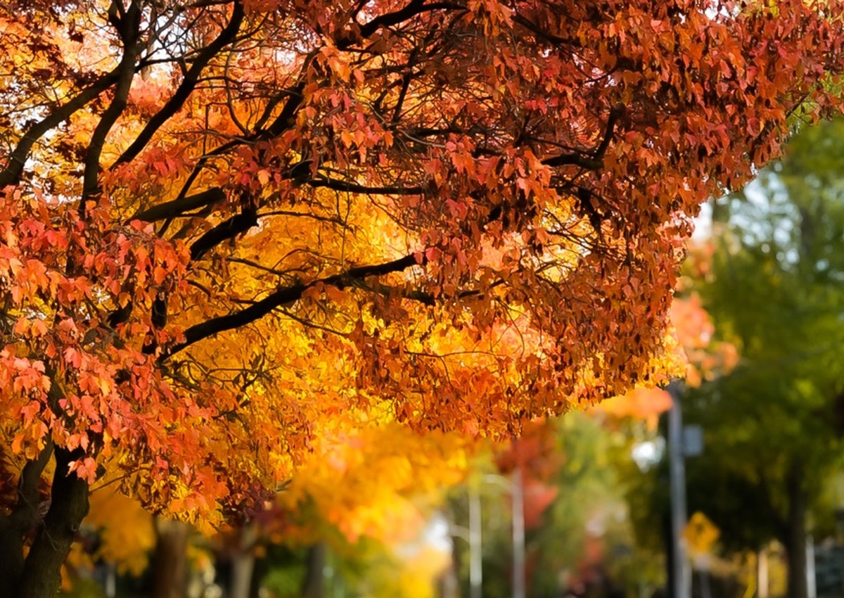 Autumn street in Stratford